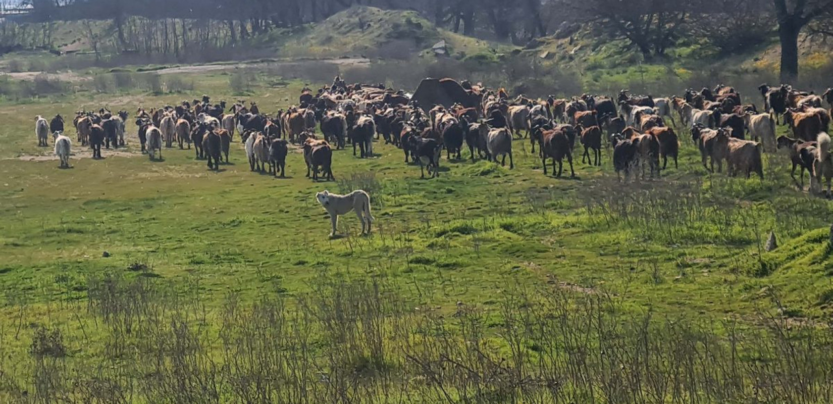 Λαγκαδάς: Συνελήφθη κτηνοτρόφος για παραβίαση των μέτρων λόγω ευλογιάς αιγοπροβάτων – Δείτε εικόνες