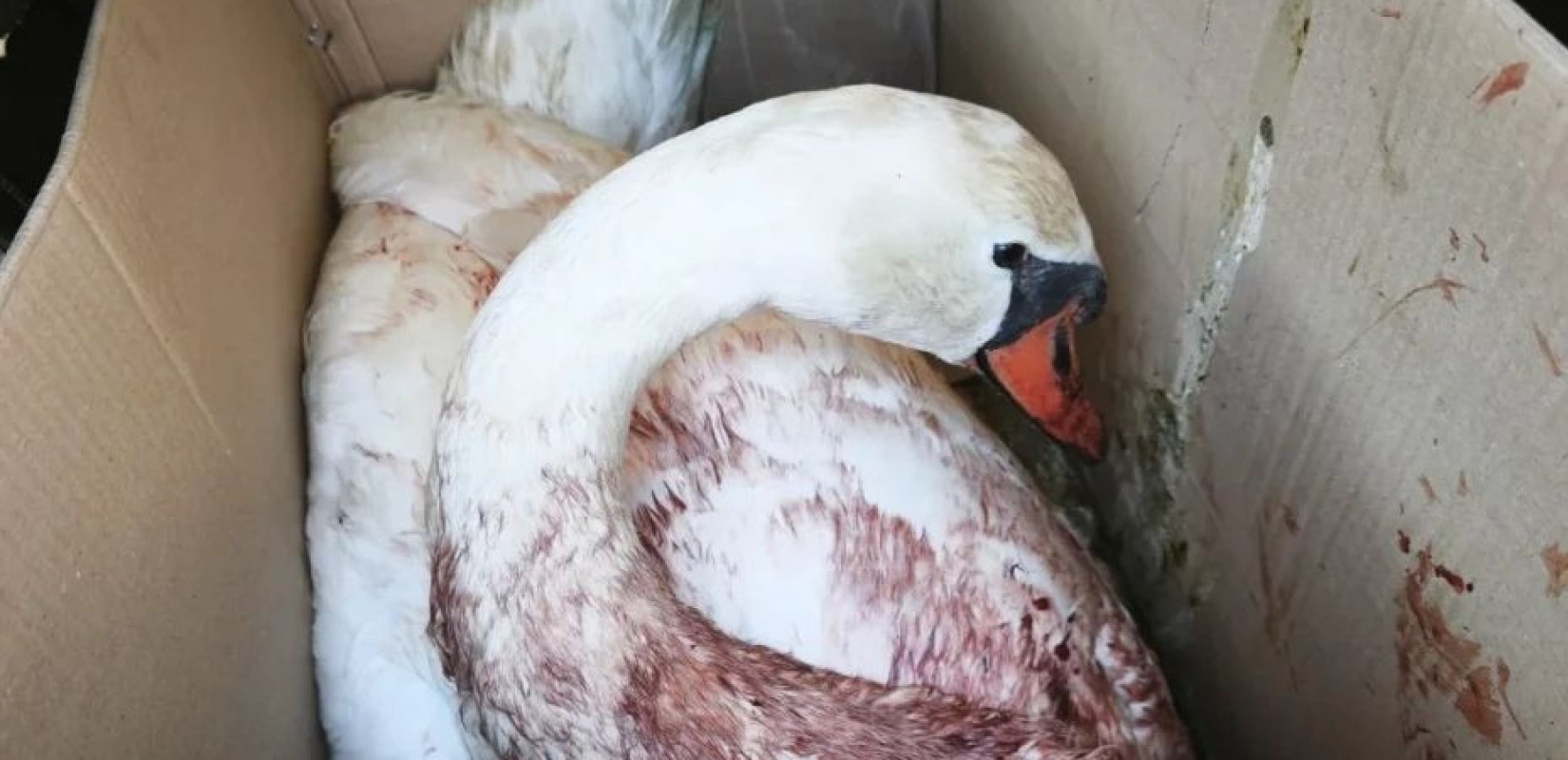 Πυροβόλησαν κύκνο στη λιμνοθάλασσα της Κορωνησίας (βίντεο)