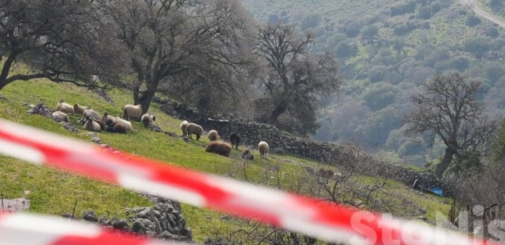 Λέσβος: Σταματά η αγορά γάλακτος στο νησί λόγω αφθώδους πυρετού σε μονάδα βοοειδών