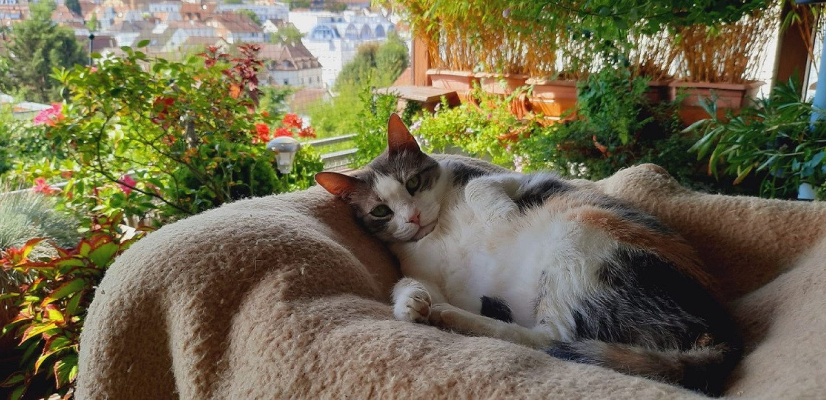 Θεσσαλονίκη: Τετράποδες ιστορίες υιοθεσίας από την Ελλάδα στο εξωτερικό