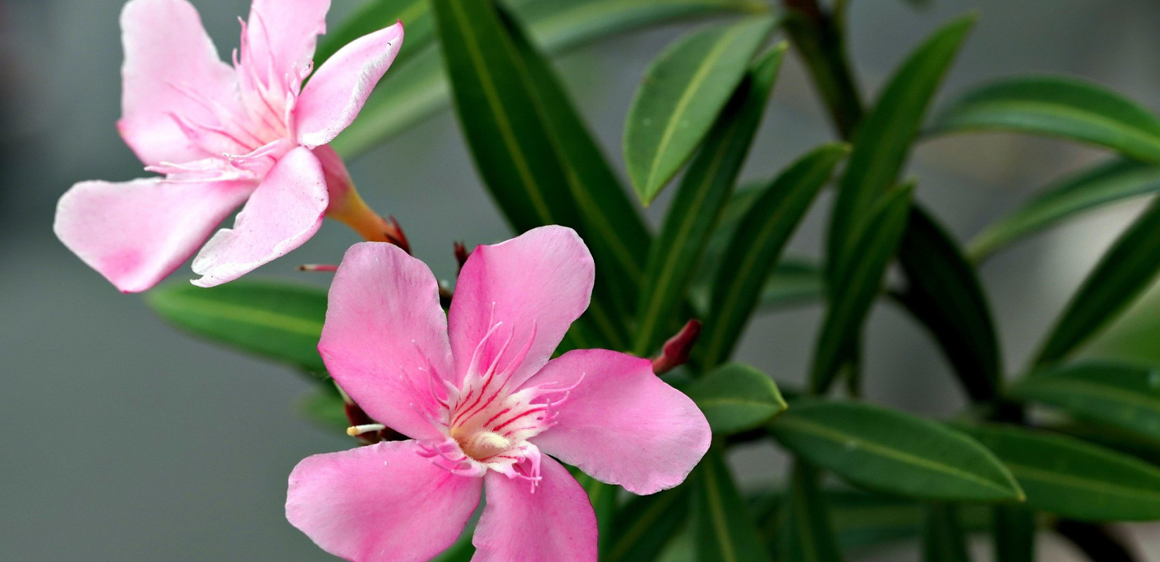 «Καμπανάκι κινδύνου» του Υπουργείου Παιδείας για την πικροδάφνη - Γιατί υφίσταται προσοχή στα σχολεία