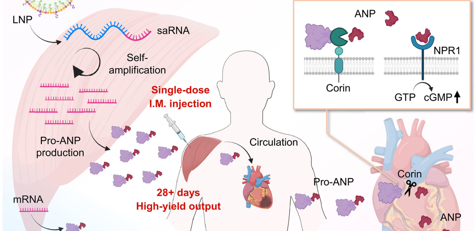 Έρευνα αποκαλύπτει πως θεραπεία RNA θα μπορούσε να βοηθήσει την καρδιά να... επιδιορθωθεί μόνη της