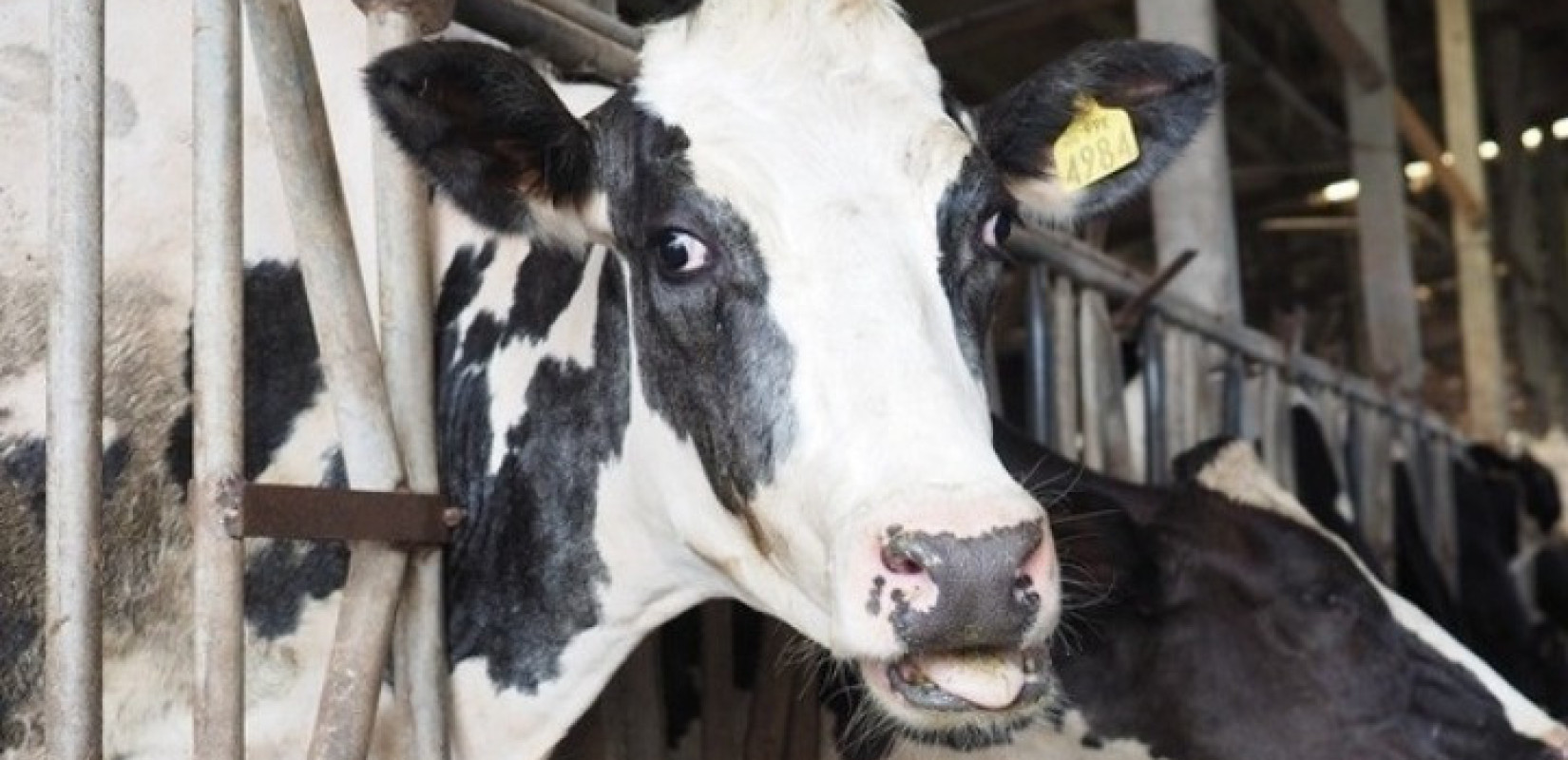 ΠΟΓΕΔΥ: Ο αφθώδης πυρετός απειλεί την κτηνοτροφία