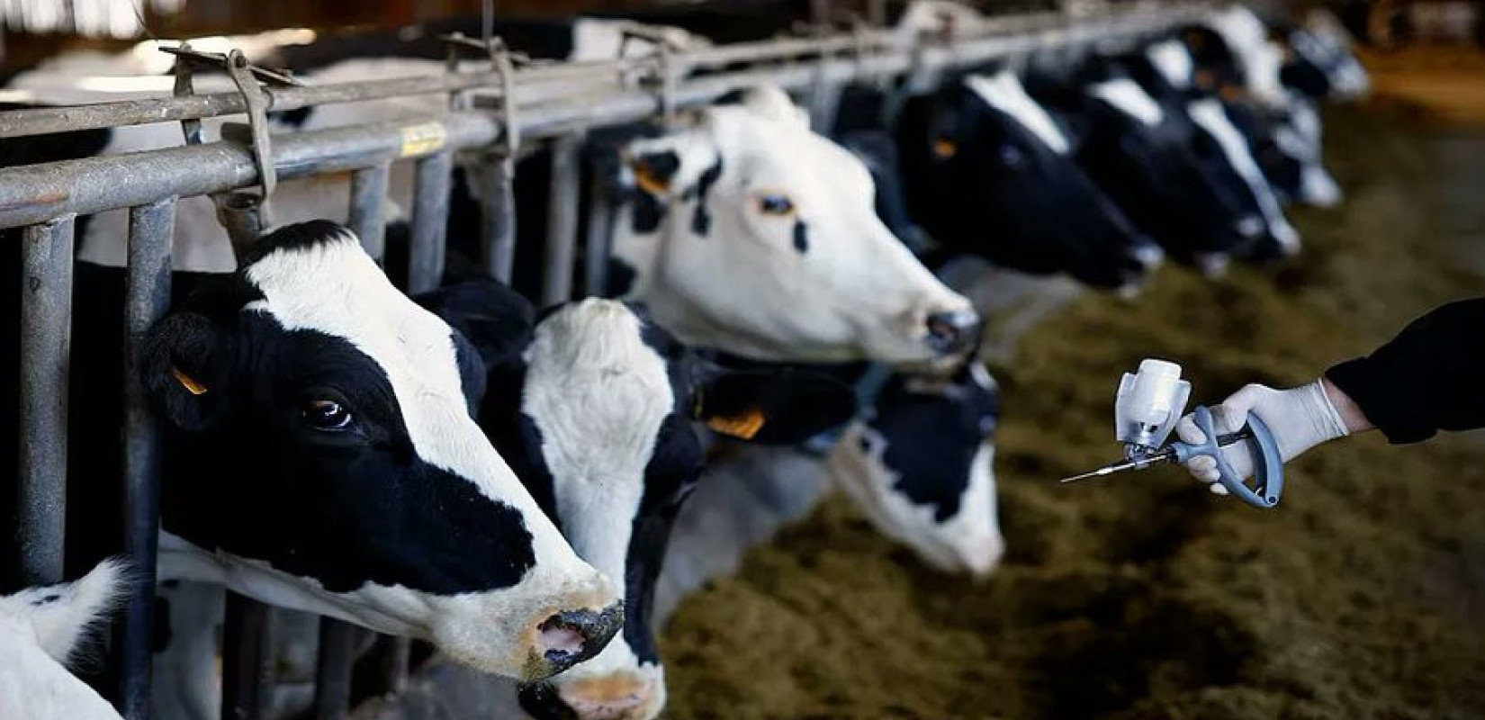 Λέσβος: Τέσσερις συνολικά οι μολυσμένες μονάδες από αφθώδη πυρετό - Δύο ακόμη επιβεβαιώθηκαν σήμερα