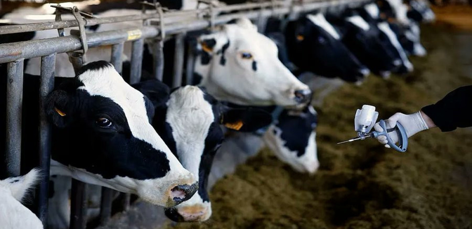 Συναγερμός στη Λέσβο: 13 τα συνολικά κρούσματα αφθώδους πυρετού