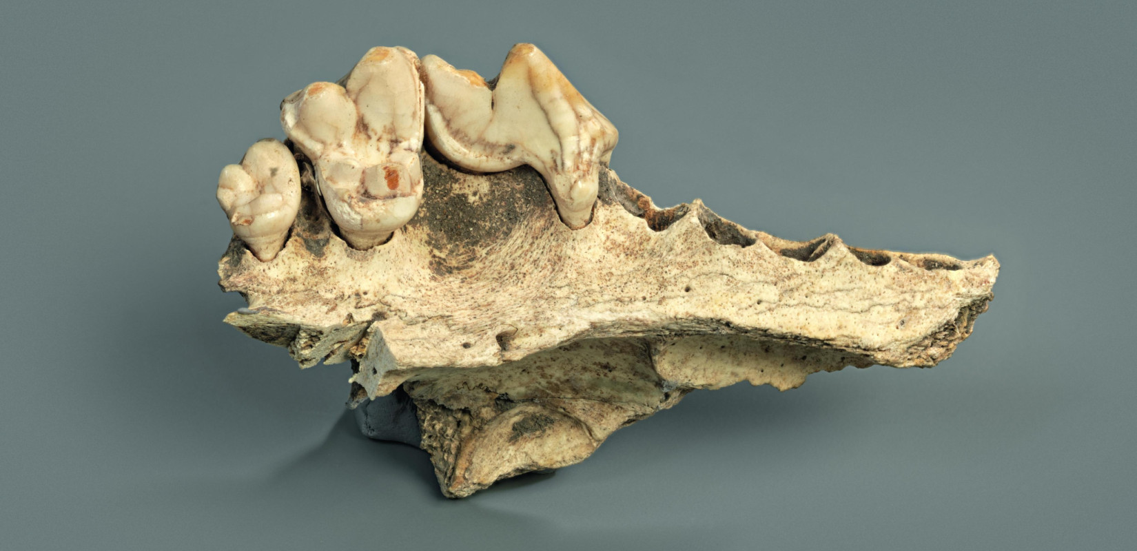 Έρευνα αποκαλύπτει πως οι σκύλοι ζουν με τους ανθρώπους εδώ και τουλάχιστον 14.200 χρόνια