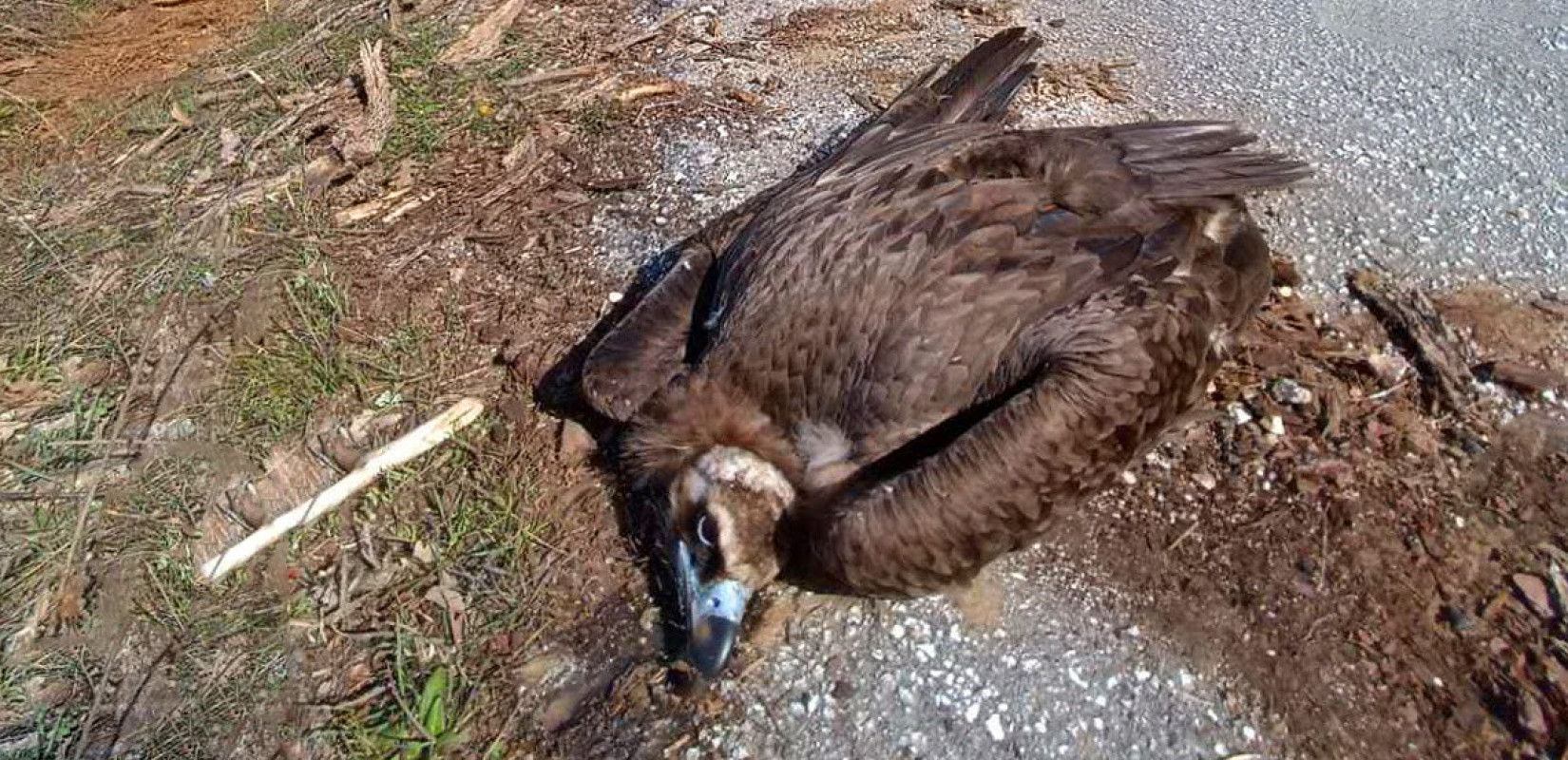 Οχτώ περιβαλλοντικές οργανώσεις μιλούν για ένα από τα σοβαρότερα περιστατικά μαζικής δηλητηρίασης άγριας ζωής στη Δαδιά