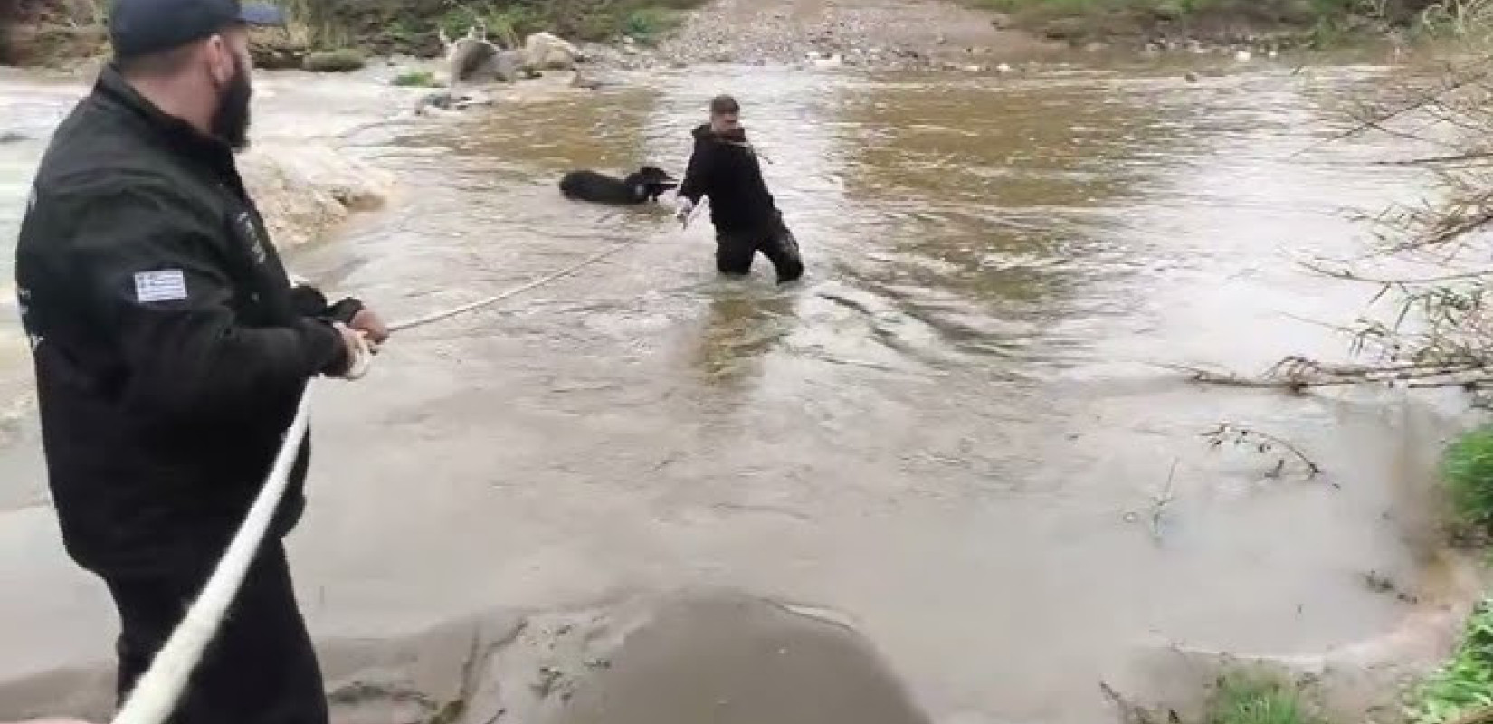 Χαλκιδική: Διάσωση δύο τσομπανόσκυλων από τον Ολύνθιο ποταμό