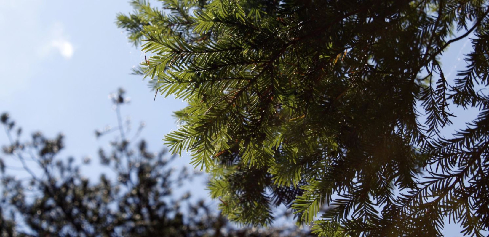 Ίταμος στον Όλυμπο - Πηγή: ΑΠΘ