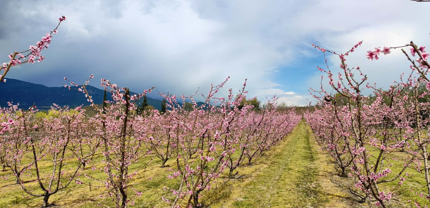 Βελβεντό Κοζάνης: Μαγεύει το «ροζ χαλί» των ανθισμένων ροδακινιών