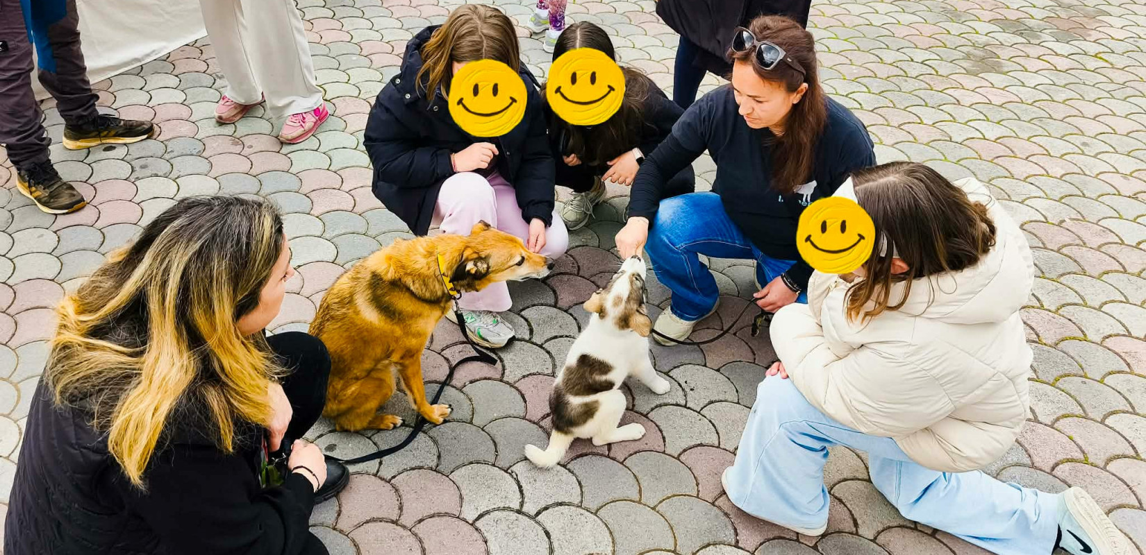 Χαλκιδική: Δράση υιοθεσίας αδέσποτων στον Δήμο Πολυγύρου