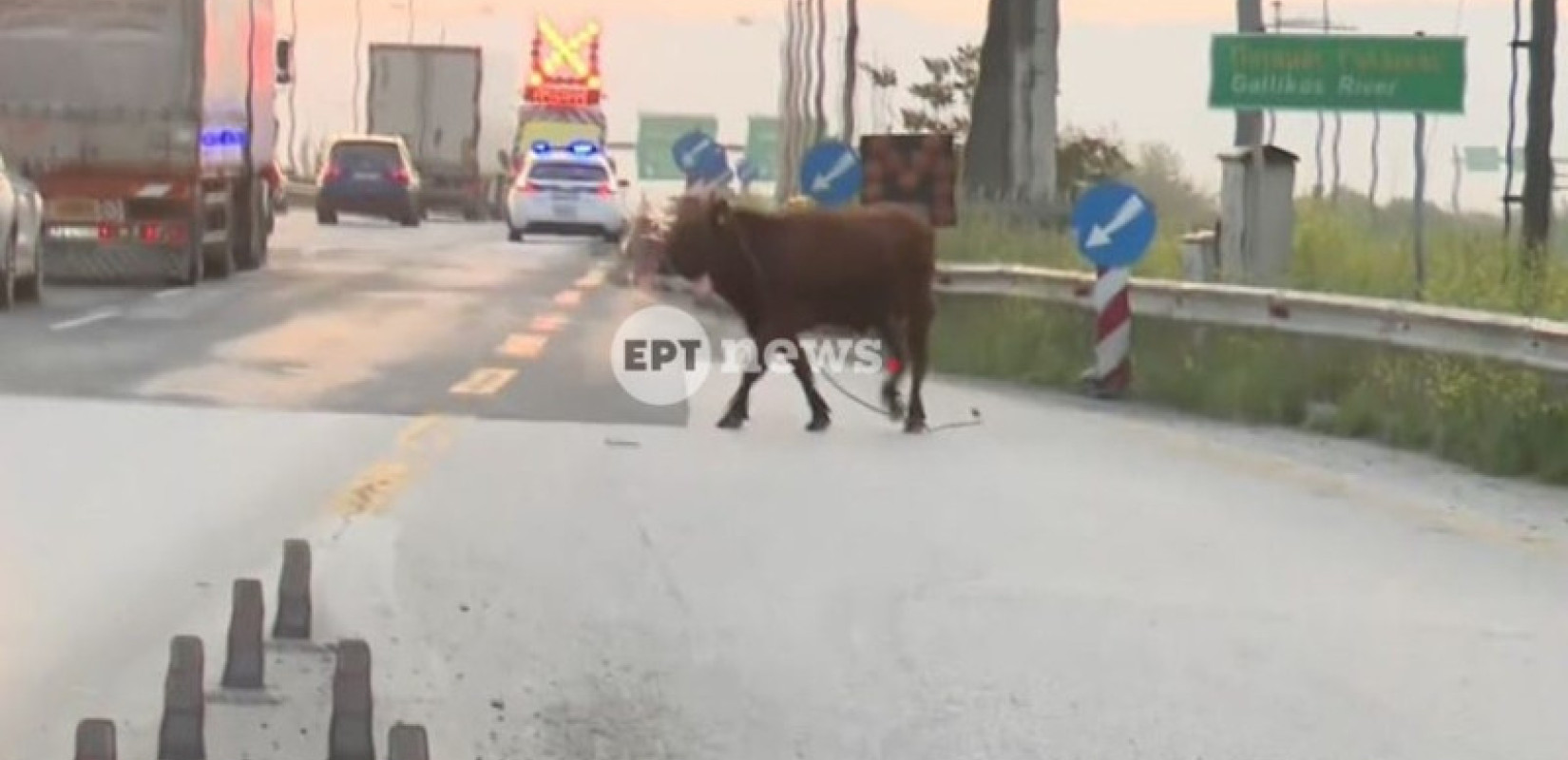 Σίνδος: Αγελάδα… εισέβαλε στην Εθνική Οδό και προκάλεσε κυκλοφοριακό κομφούζιο (βίντεο)