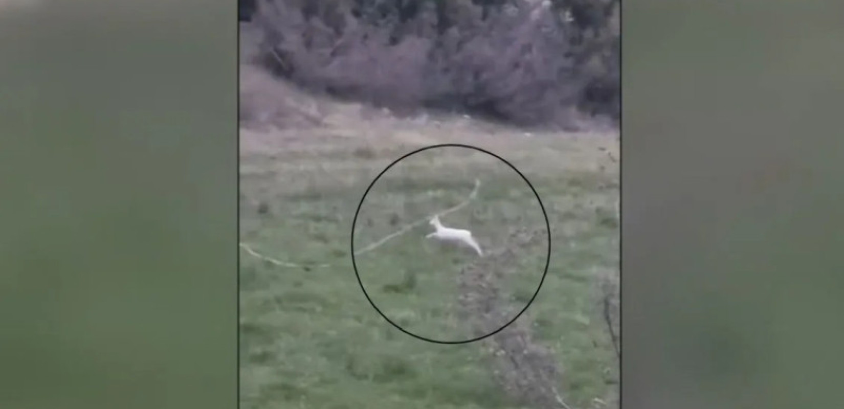 Ημαθία: Σπάνια αλμπίνο ζαρκάδια εντοπίστηκαν σε αγροτική περιοχή (βίντεο)