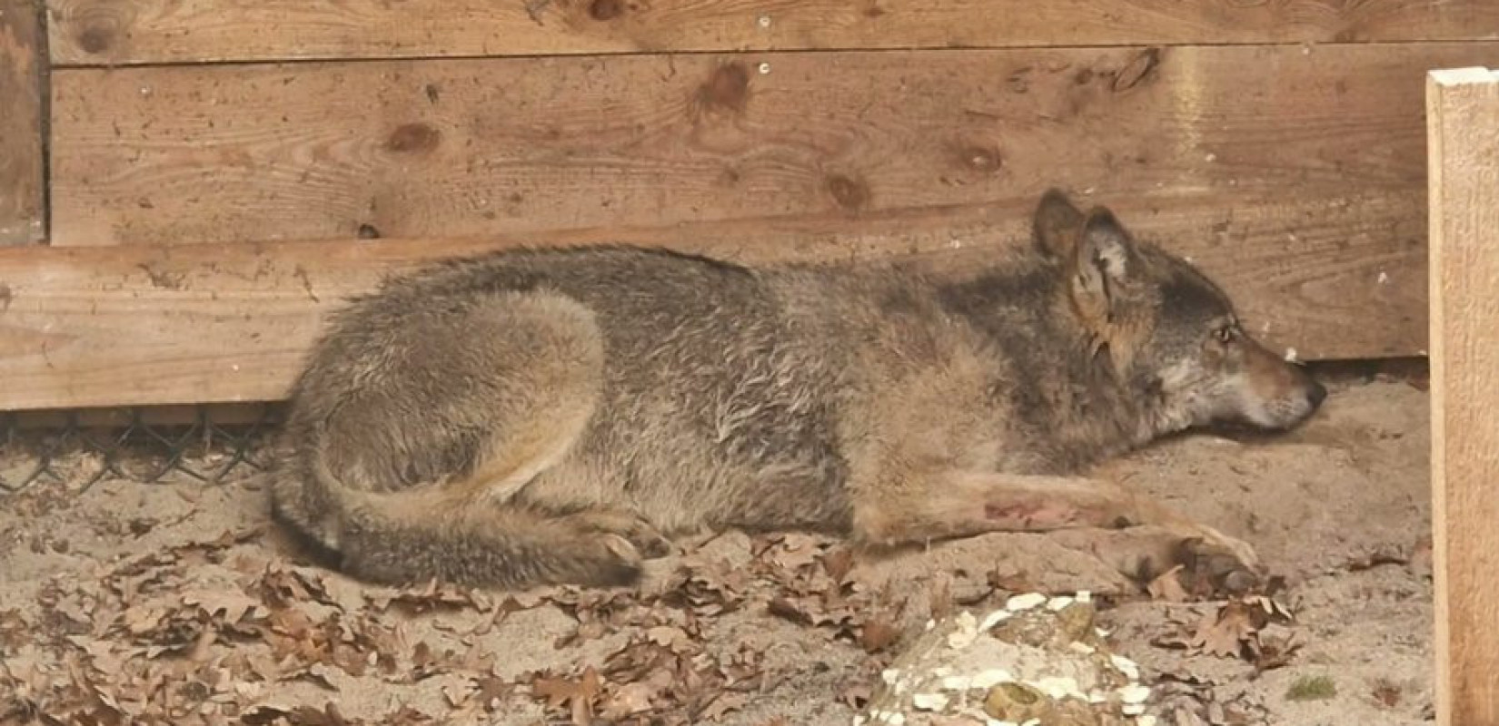 Αμβούργο: Ελεύθερος με πομπό εντοπισμού ο λύκος που επιτέθηκε σε γυναίκα
