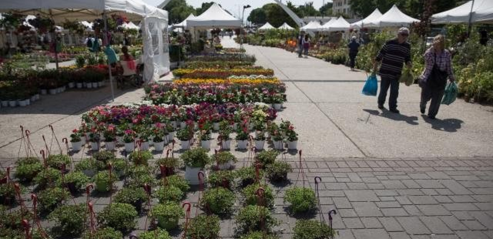 Με λουλούδια, χρώματα και αρώματα… πλημμυρίζουν οι Αμπελόκηποι Με λουλούδια, χρώματα και αρώματα… πλημμυρίζουν οι Αμπελόκηποι