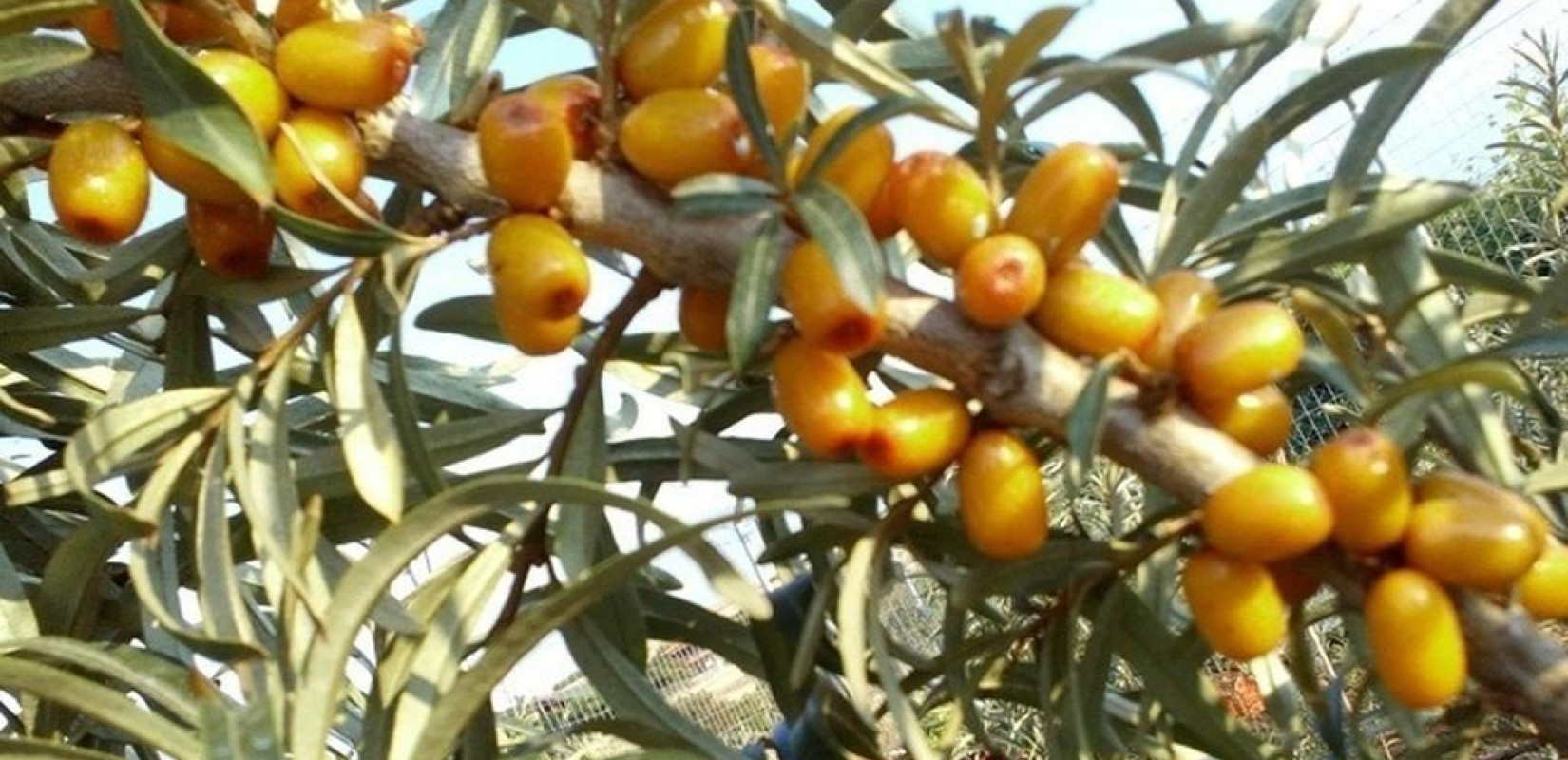 Ιπποφαές: Η τροφή του Βουκεφάλα πεδίο δόξης λαμπρό για νέες καλλιέργειες στην Ελλάδα