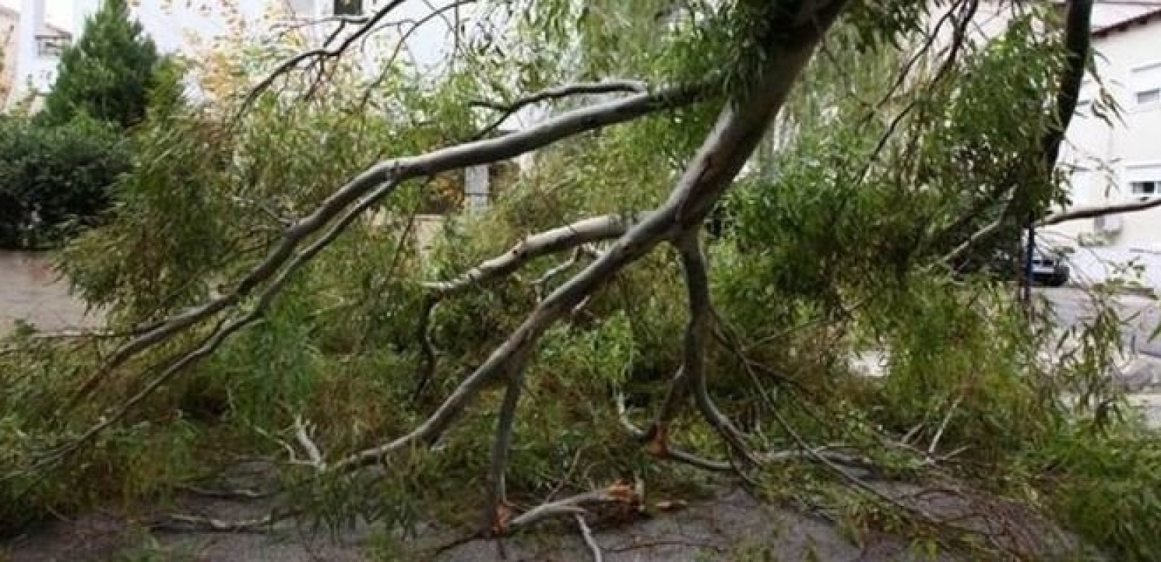 Πτώσεις δέντρων σε Θεσσαλονίκη, Έδεσσα και Χαλκιδική έφερε η «Μπάρμπαρα»