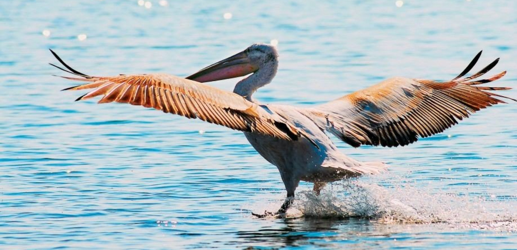 Επιχείρηση διάσωσης αργυροπελεκάνου Επιχείρηση διάσωσης αργυροπελεκάνου