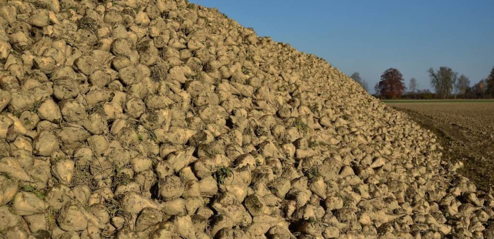 Τους πρώτους 500 τόνους τεύτλων παρέλαβε η Royal Sugar στο εργοστάσιο της ΕΒΖ Σερρών