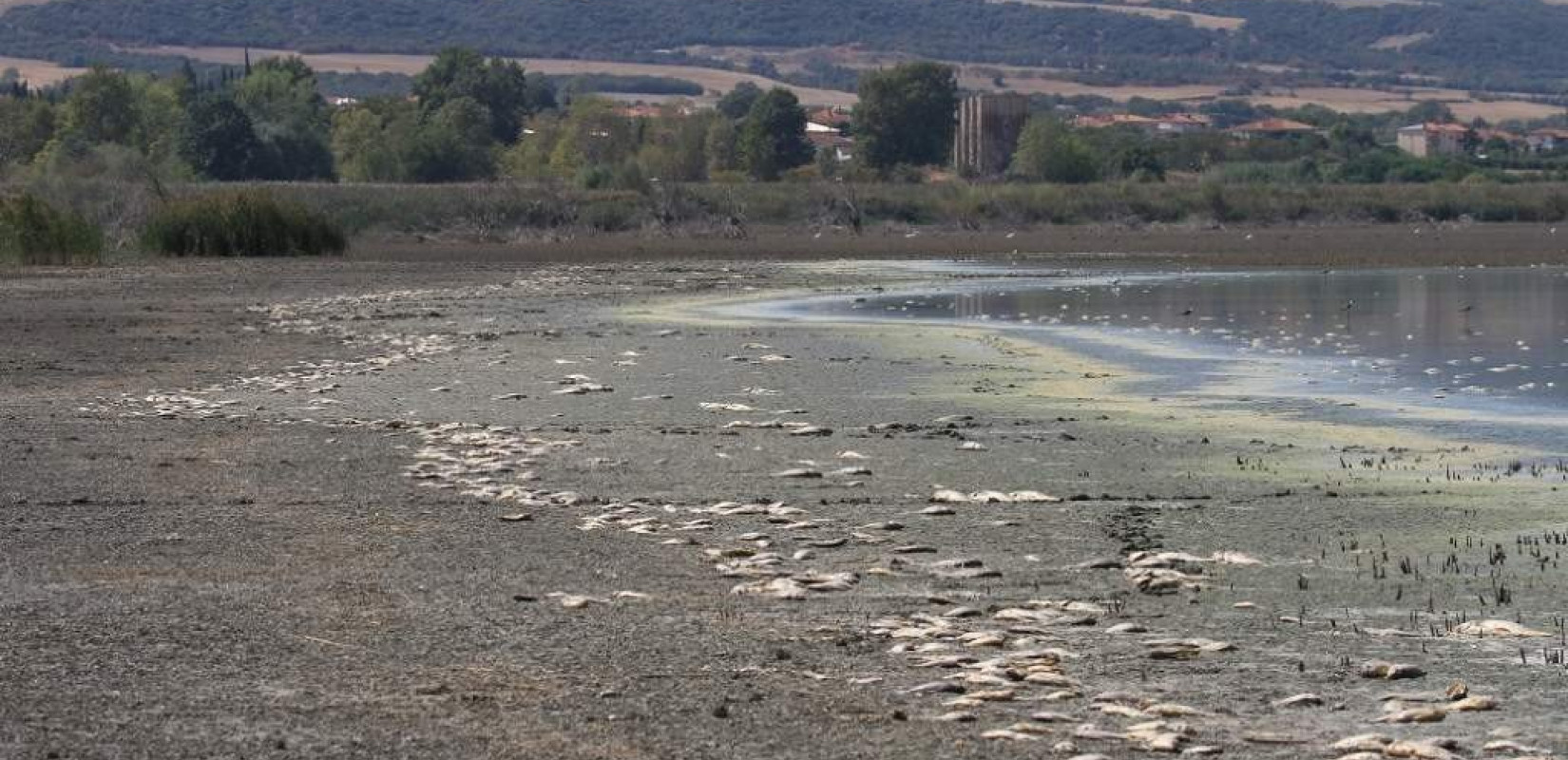 Χιλιάδες νεκρά ψάρια στην Κορώνεια