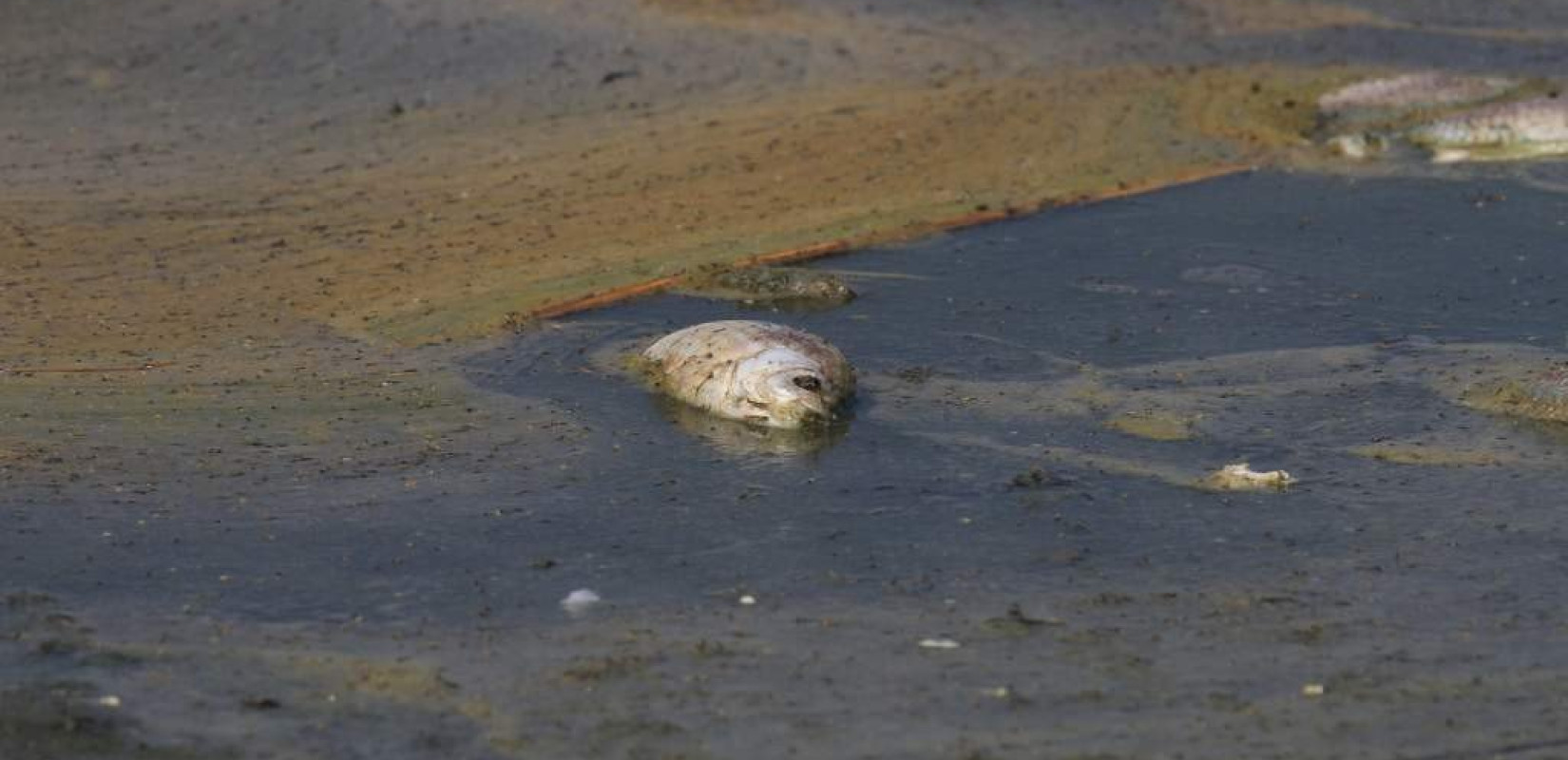Μέτρα για την Κορώνεια ζητά από την ΠΚΜ η Οικολογία -Πράσινη Λύση