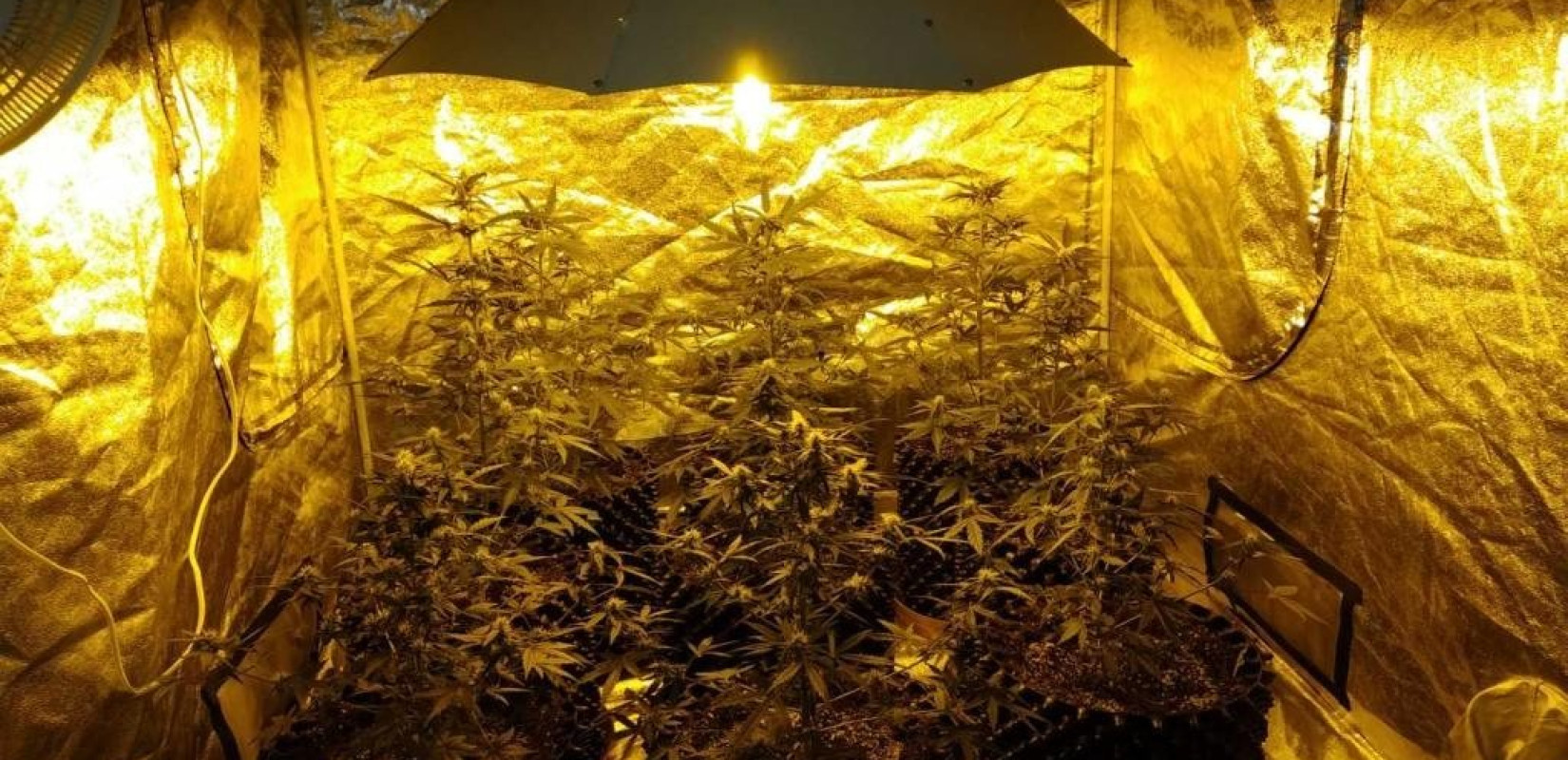 Εργαστήρι υδροπονικής κάνναβης σε σπίτι λιμενικού