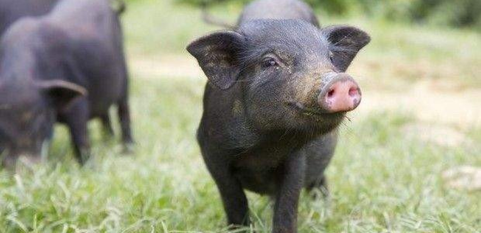 Ισπανία: Ανιχνεύθηκαν κρούσματα αφρικανικής πανώλης των χοίρων - Τα πρώτα από το 1994