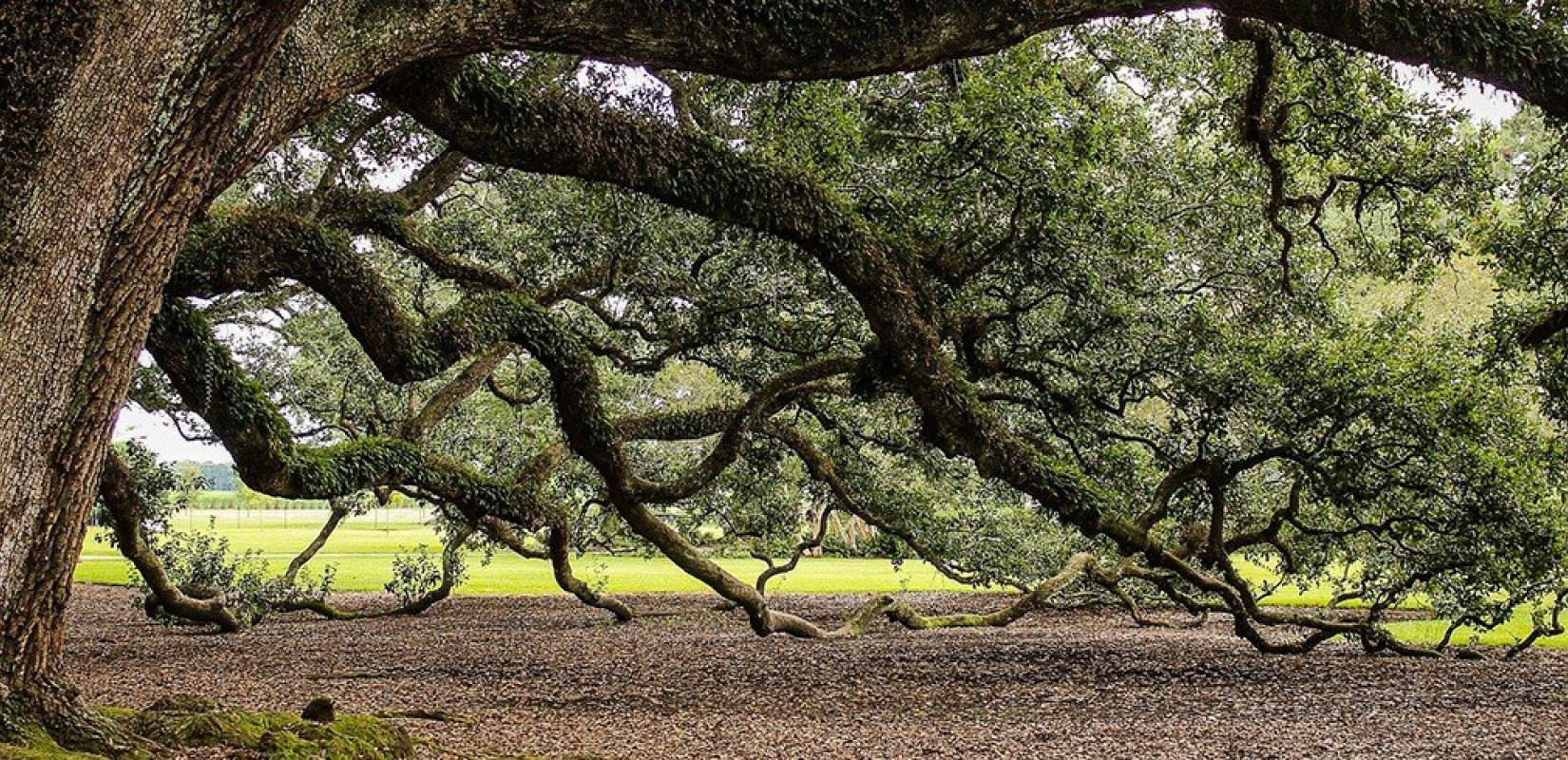 Βουλγαρία: Μια βελανιδιά 500 ετών, το "Δέντρο της Χρονιάς"