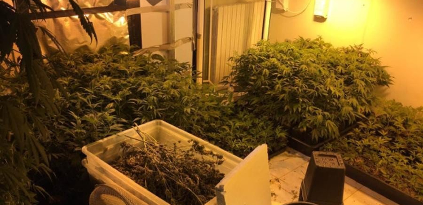 Ηράκλειο: Ανδρόγυνο εξασκούνταν στην... καλλιέργεια κάνναβης στο σπίτι τους