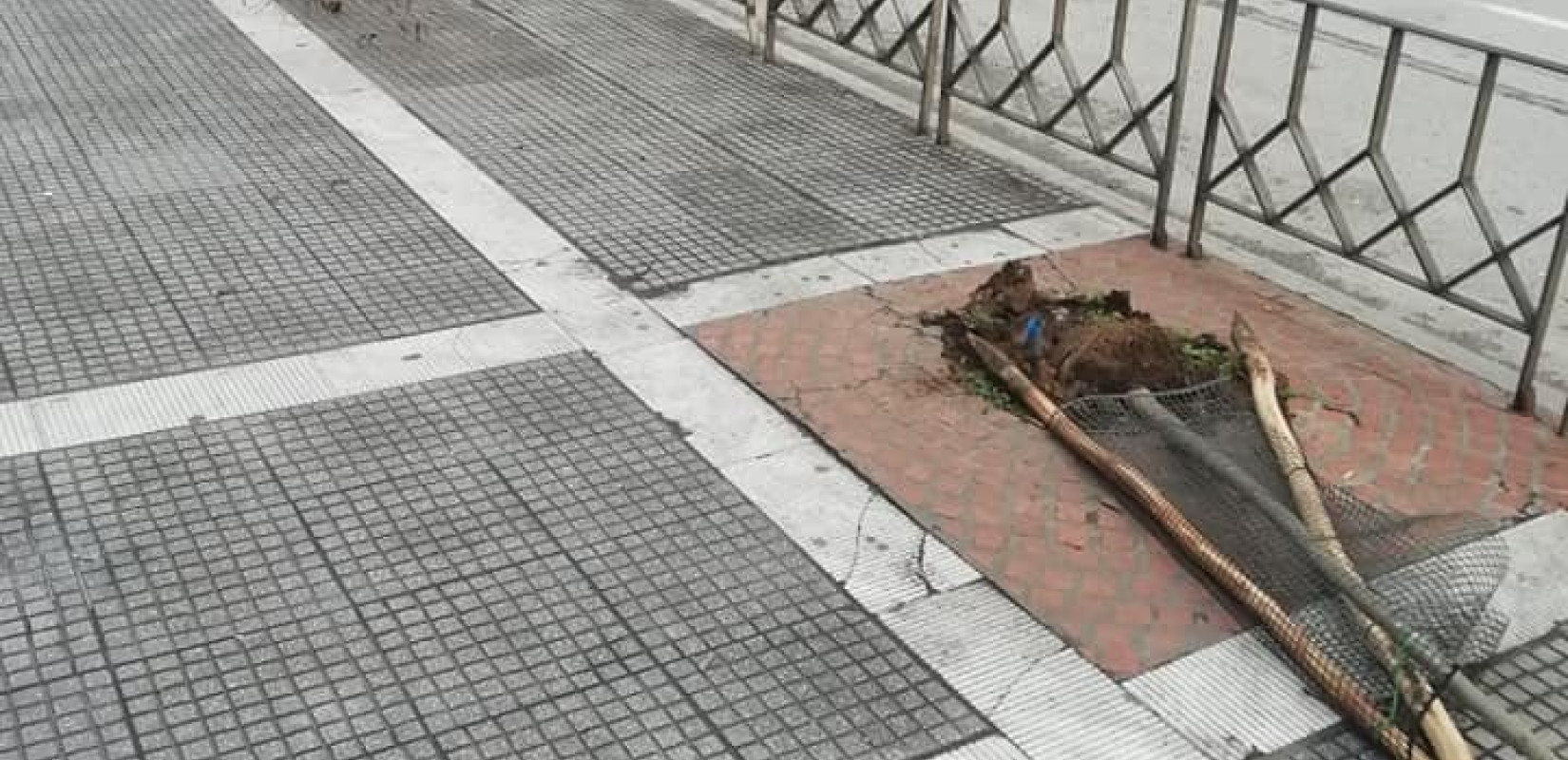 Άγνωστοι ξερίζωσαν δέντρα από την Τσιμισκή (φωτ)