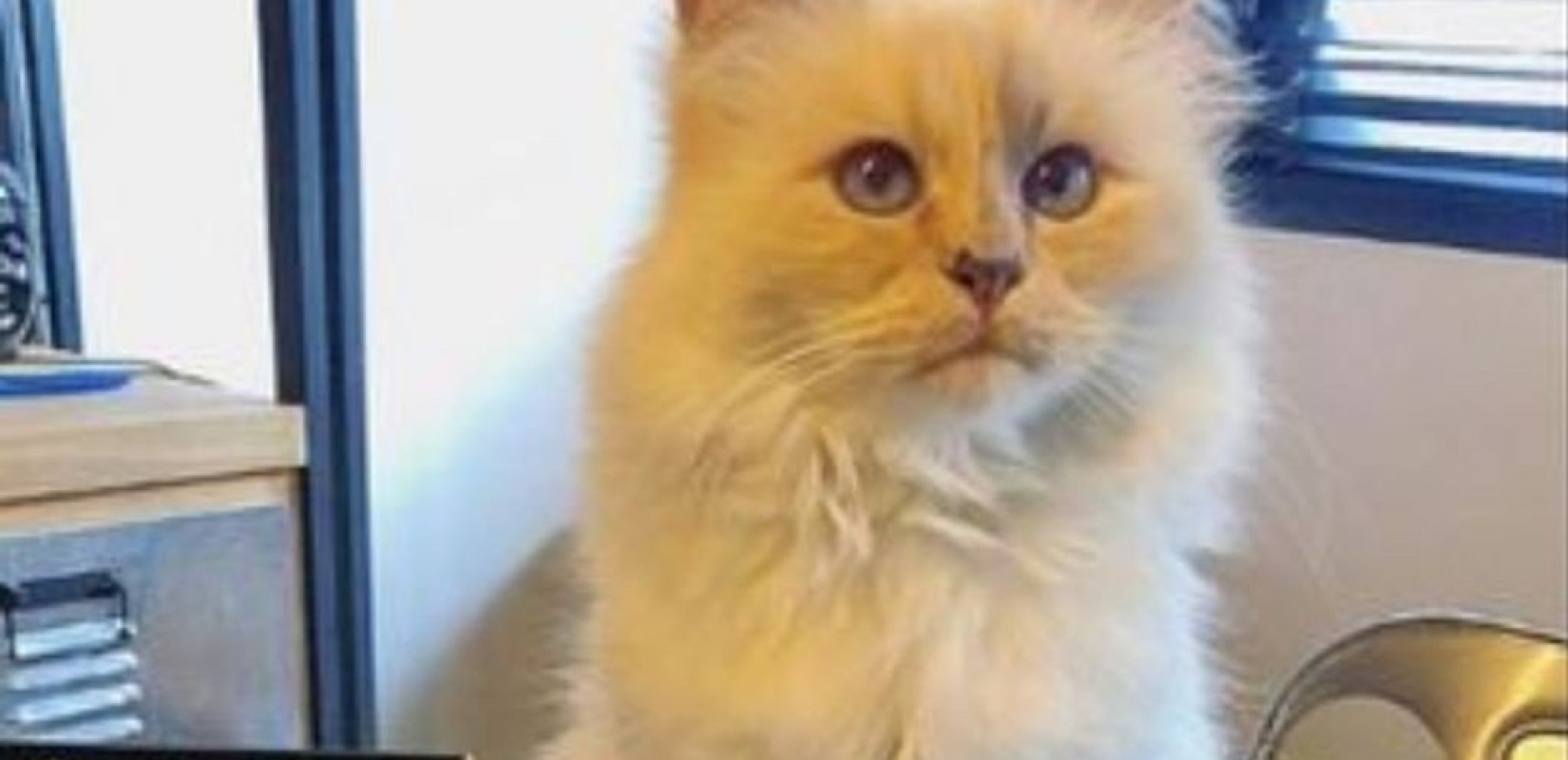 Αγγλία: Γάτος ο πρώτος ασθενής με Covid-19 στο... βασίλειο των κατοικίδιων