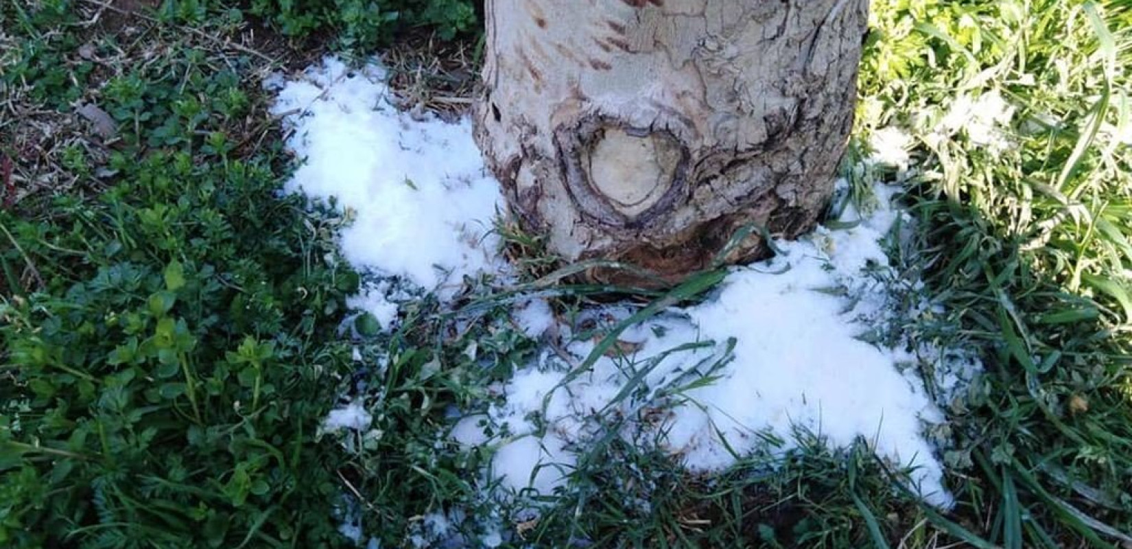 Θεσσαλονίκη: Νέα "επίθεση" με αλάτι σε δέντρα της Νέας Παραλίας