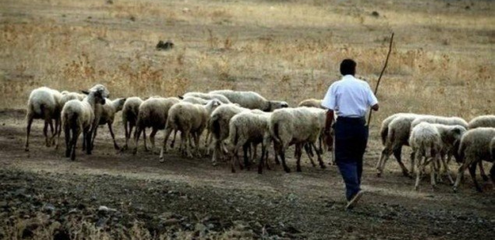Στην Αθήνα κατεβαίνουν μαζικά την Τρίτη οι κτηνοτρόφοι λόγω της αναζοπύρωσης της ευλογιάς