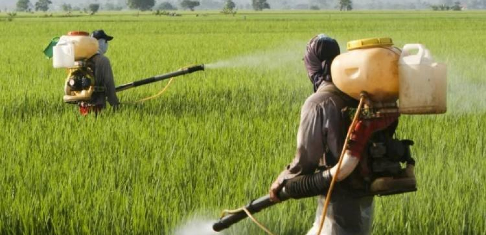 Τα εντομοκτόνα επηρεάζουν το σπέρμα - Τι έδειξε νέα έρευνα