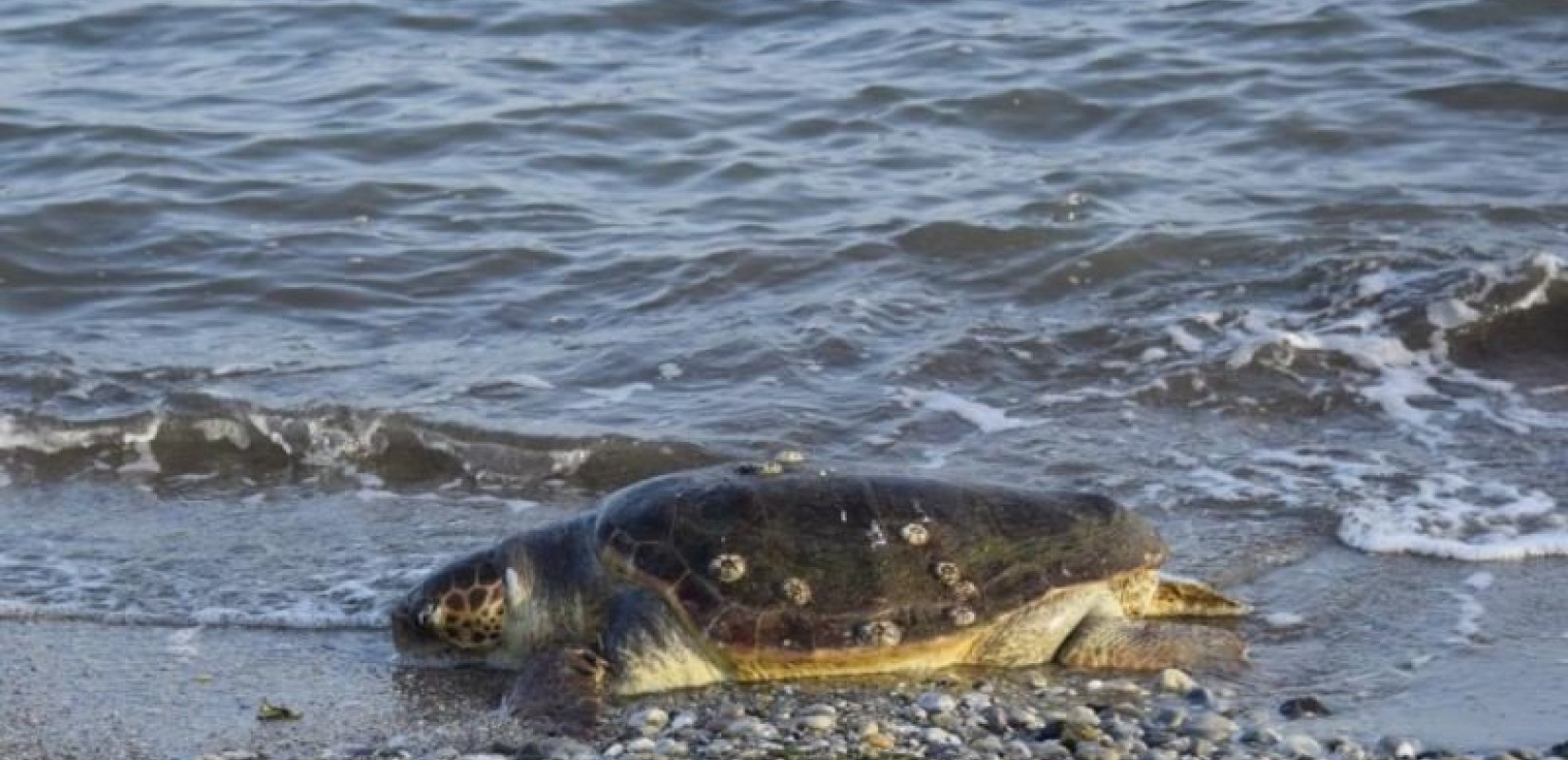 Nέοι Επιβάτες: Νεκρή βρέθηκε θαλάσσια χελώνα καρέτα-καρέτα Nέοι Επιβάτες: Νεκρή βρέθηκε θαλάσσια χελώνα καρέτα-καρέτα