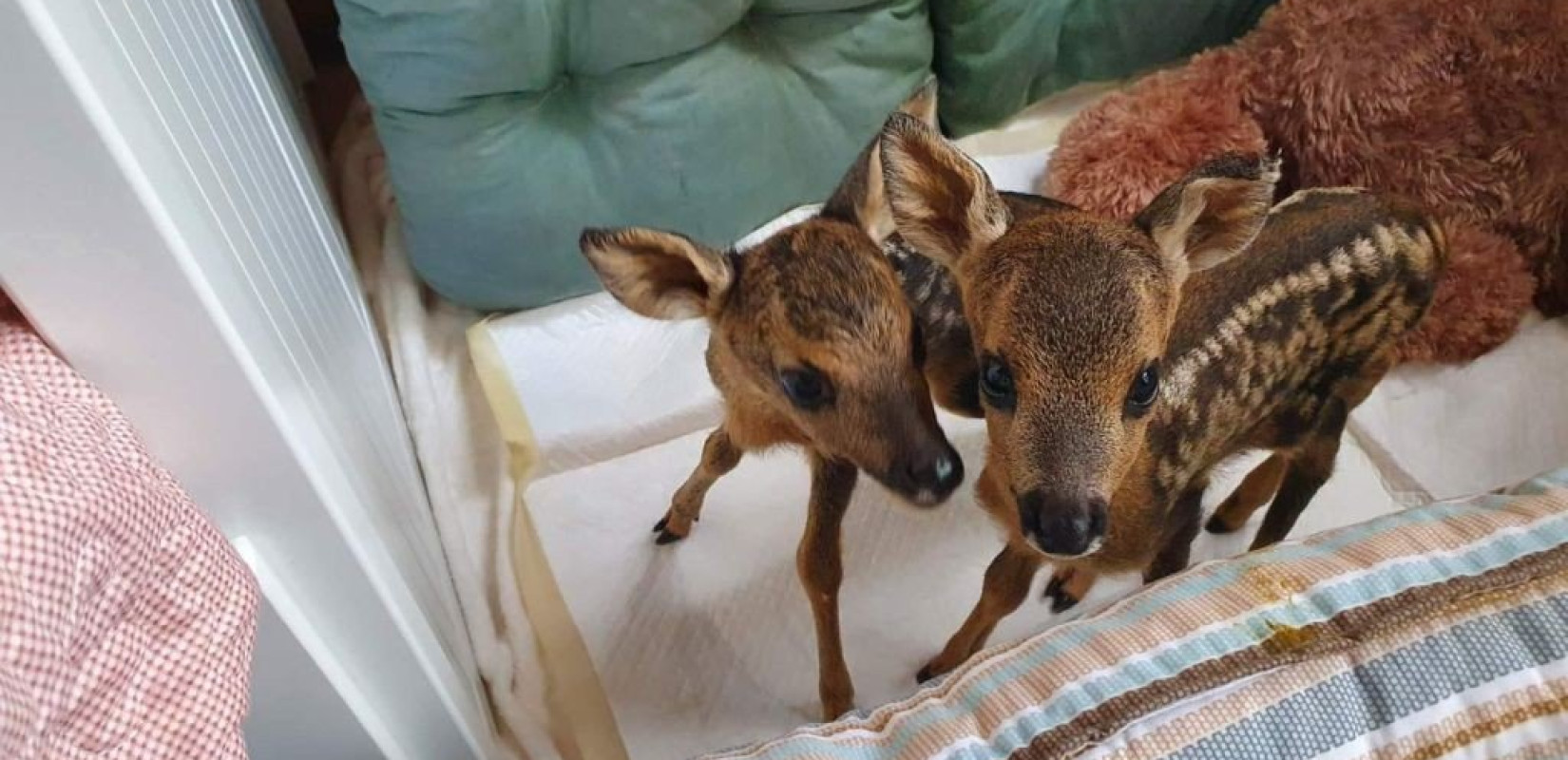 Άλλο ένα νεογέννητο ζαρκαδάκι στον Αρκτούρο