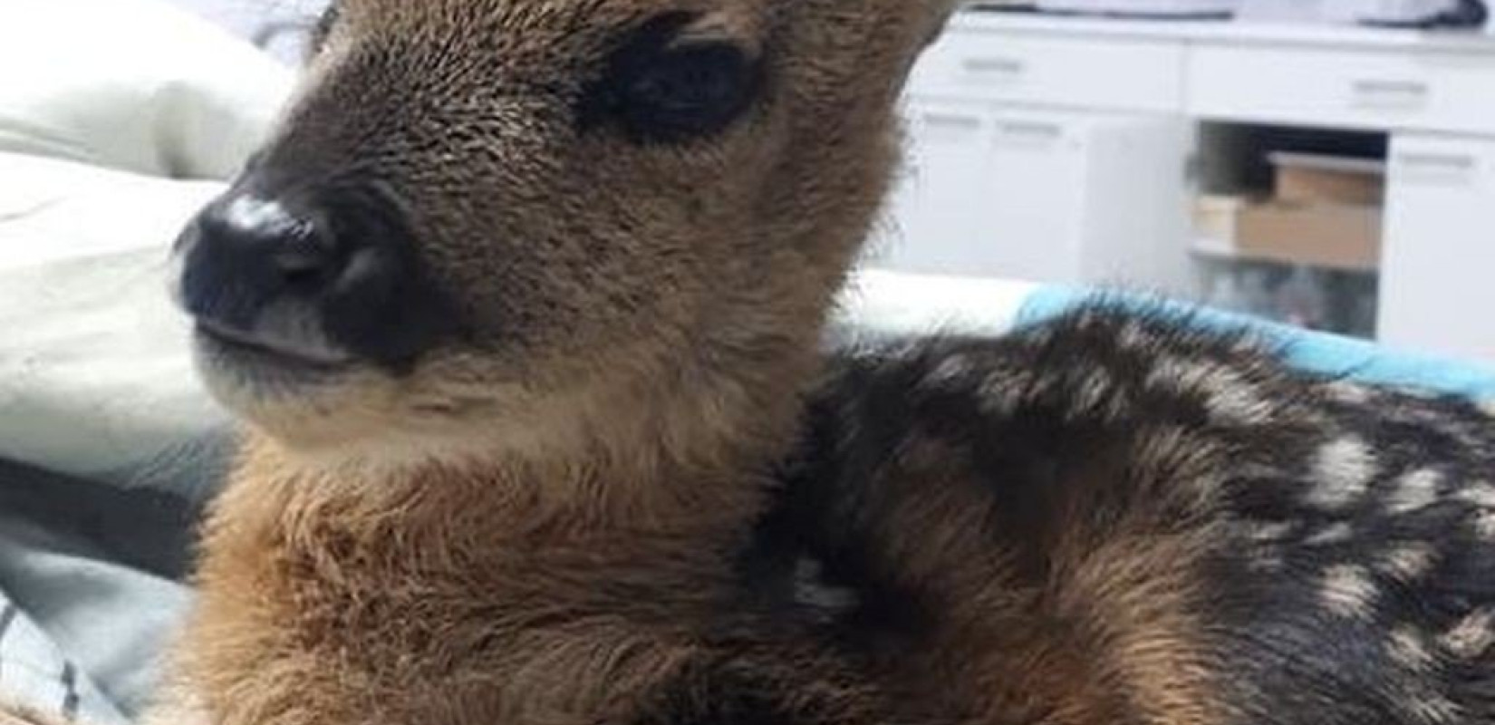 Νεογέννητο ζαρκαδάκι μεταφέρθηκε στον "Αρκτούρο" με σπασμένο πόδι!