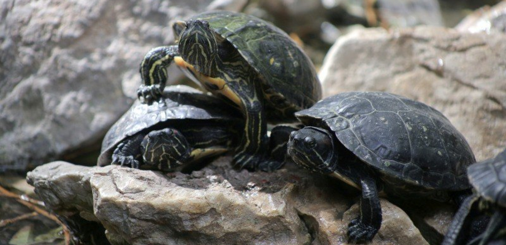 Σε επίπεδα «ρεκόρ» το λαθρεμπόριο ζώντων ζώων παγκοσμίως