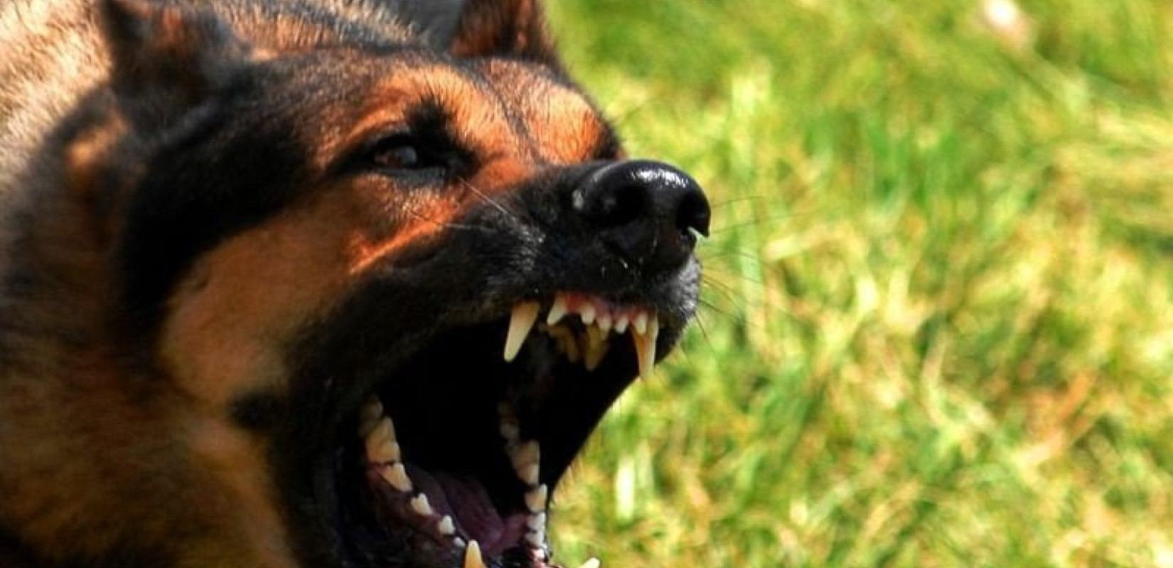 Σοκ στον Τύρναβο: Σκυλιά κατασπάραξαν 70χρονη - Συνελήφθησαν ο άνδρας και ο γιος της (βίντεο)