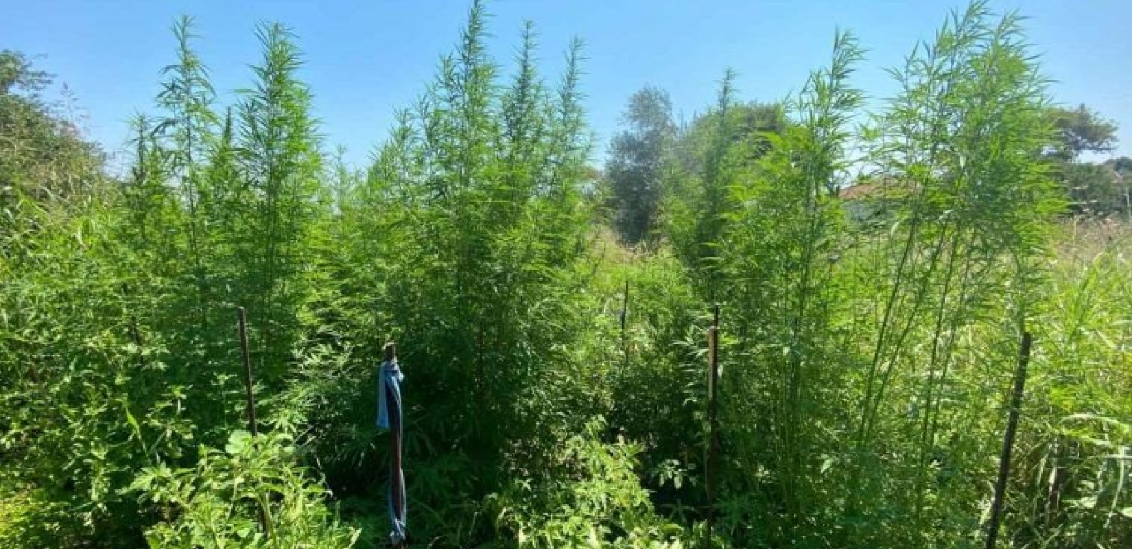 Η κάνναβη παύει να θεωρείται επικίνδυνο ναρκωτικό στις ΗΠΑ