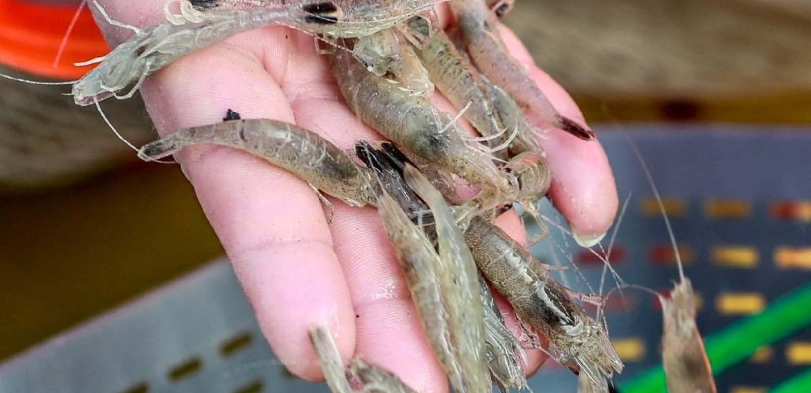 Εντοπίστηκαν ίχνη κορονοϊού σε συσκευασμένες γαρίδες από τον Ισημερινό