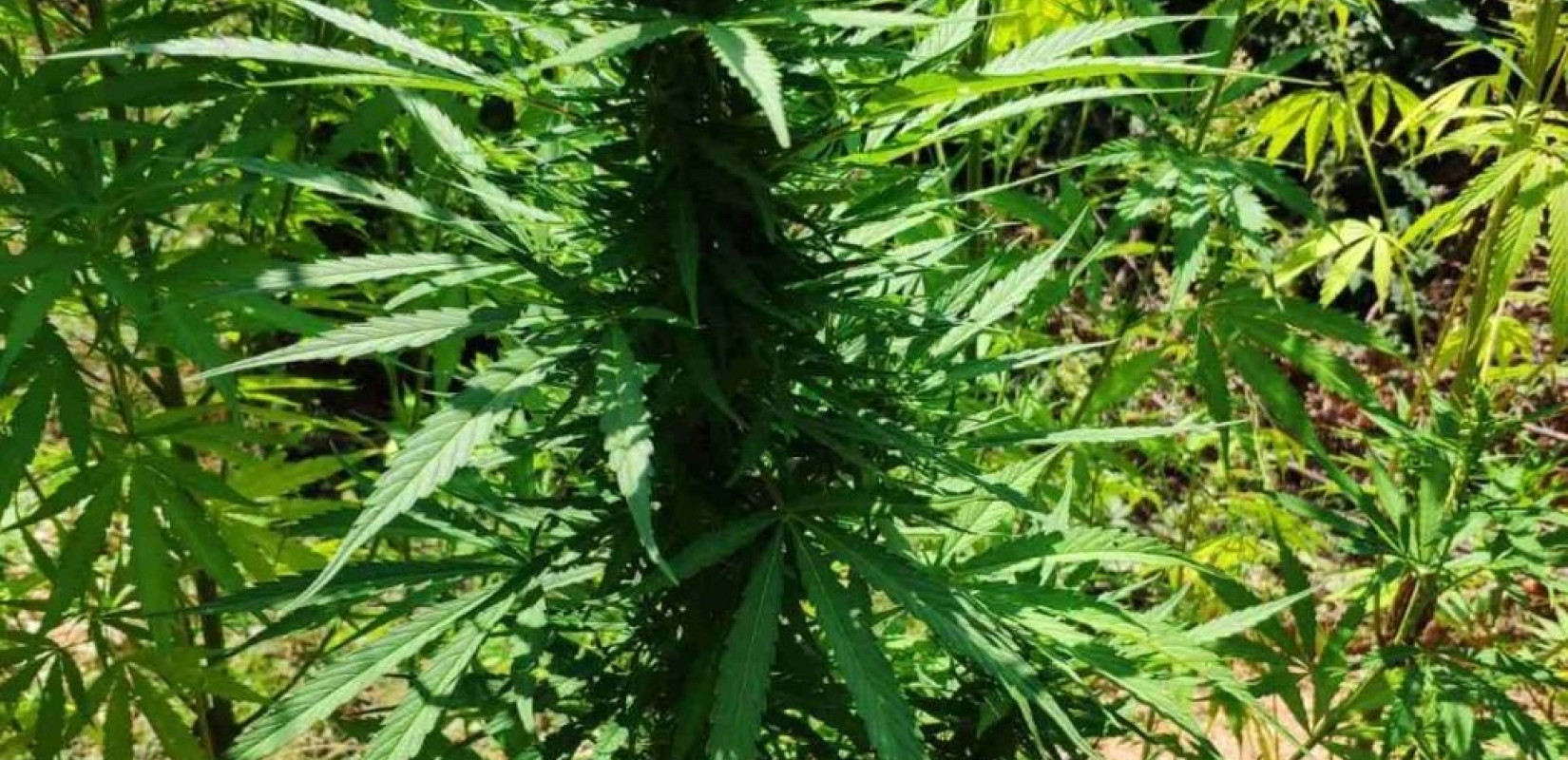 Μάλτα, η πρώτη χώρα στην Ευρώπη που επιτρέπει περιορισμένη καλλιέργεια και κατοχή κάνναβης για προσωπική χρήση