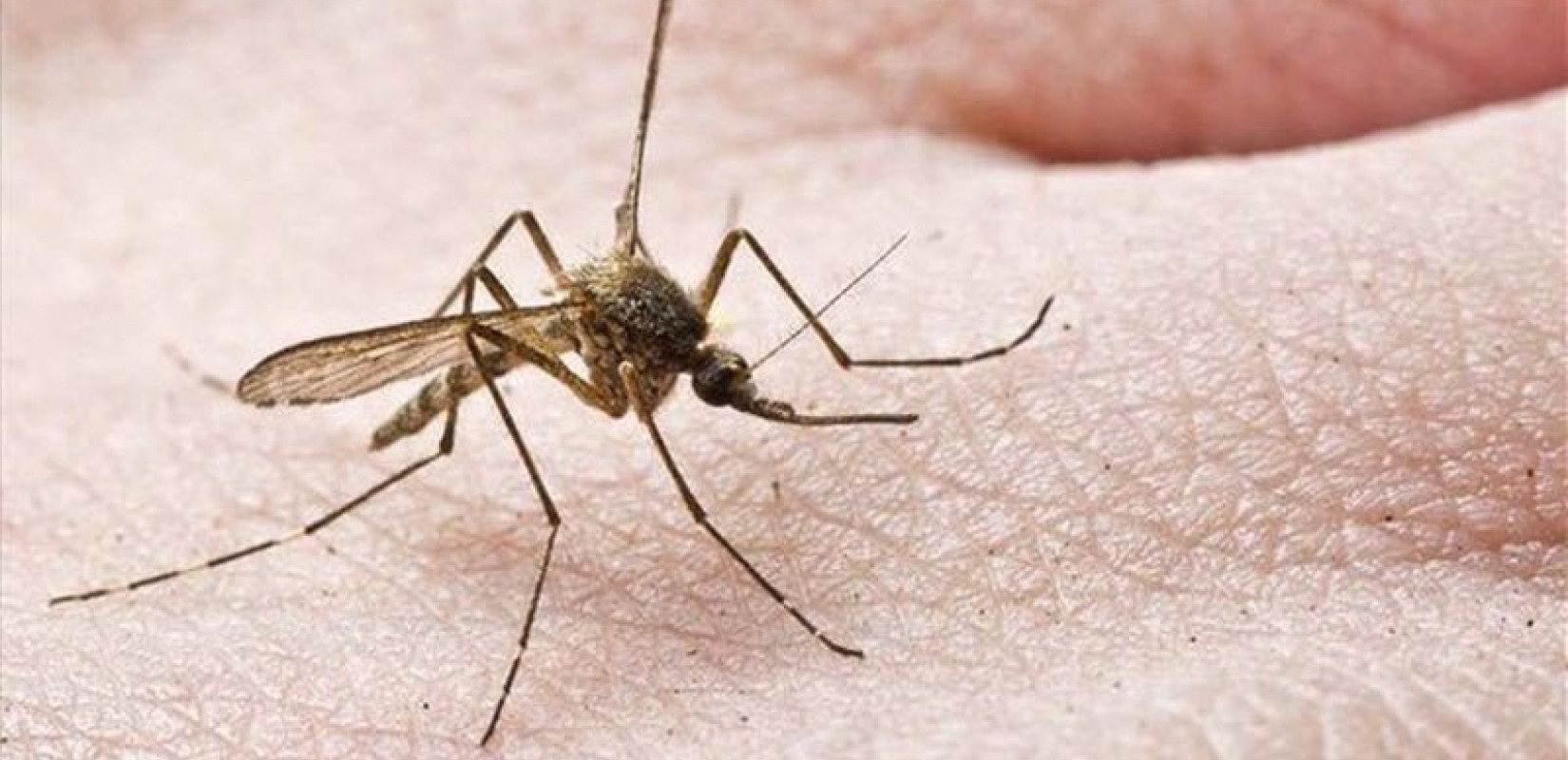Το καλοκαίρι ακόμη «έρχεται» αλλά τα κουνούπια ξύπνησαν νωρίτερα - Συναγερμός για τον ιό του Δυτικού Νείλου (βίντεο)