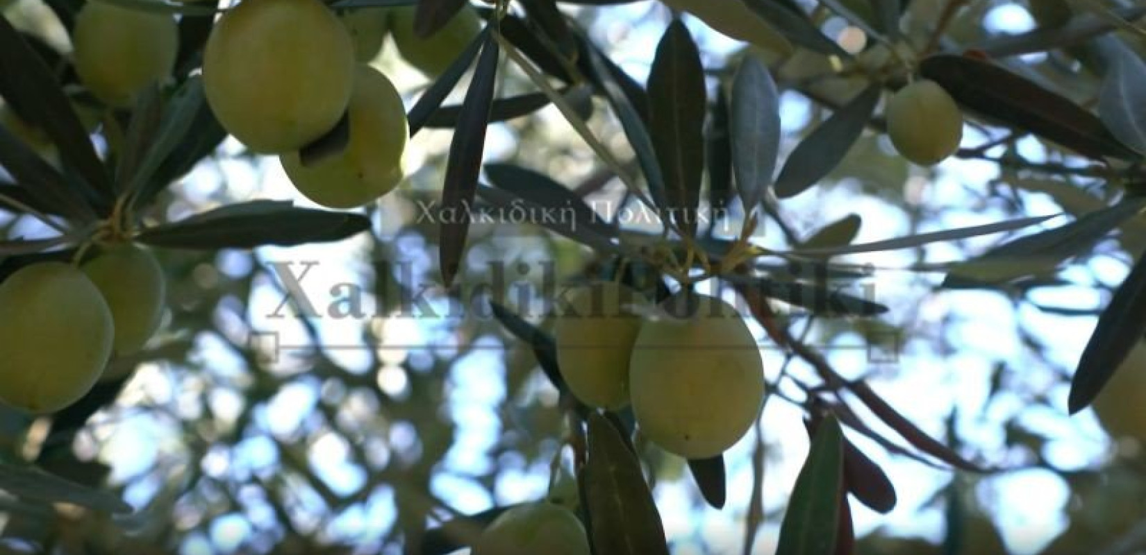 Ελιές Χαλκιδικής: Ξεκινά συγκομιδή, εκτιμήσεις παραγωγών για περσινές τιμές