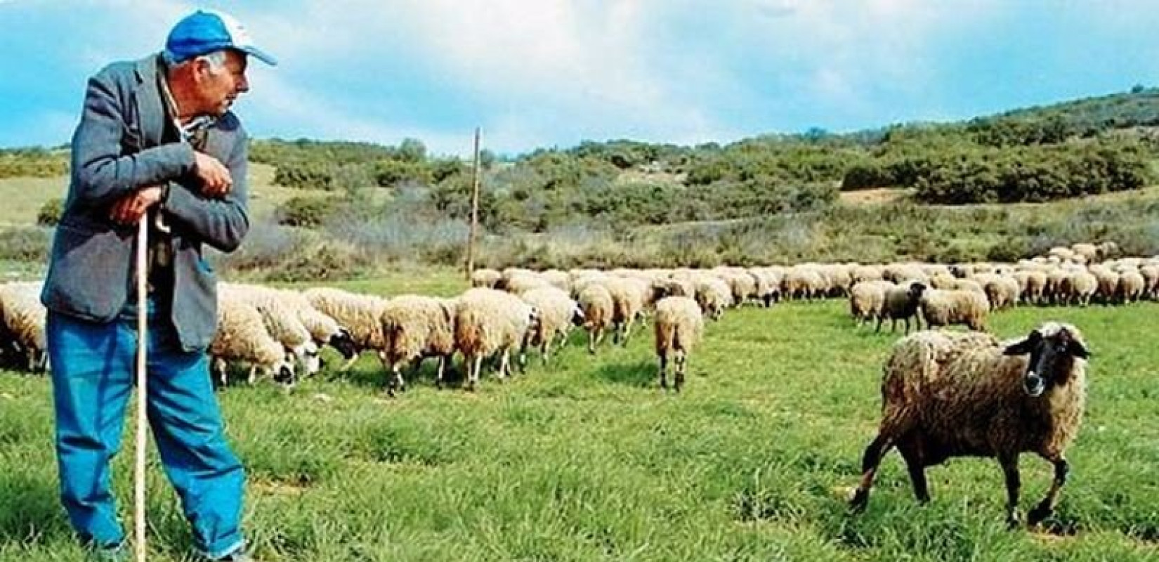 Έκτακτη ενίσχυση σε κτηνοτρόφους λόγω ευλογιάς - To ύψος της οικονομικής «ένεσης» ανά ζώο (παραδείγματα)