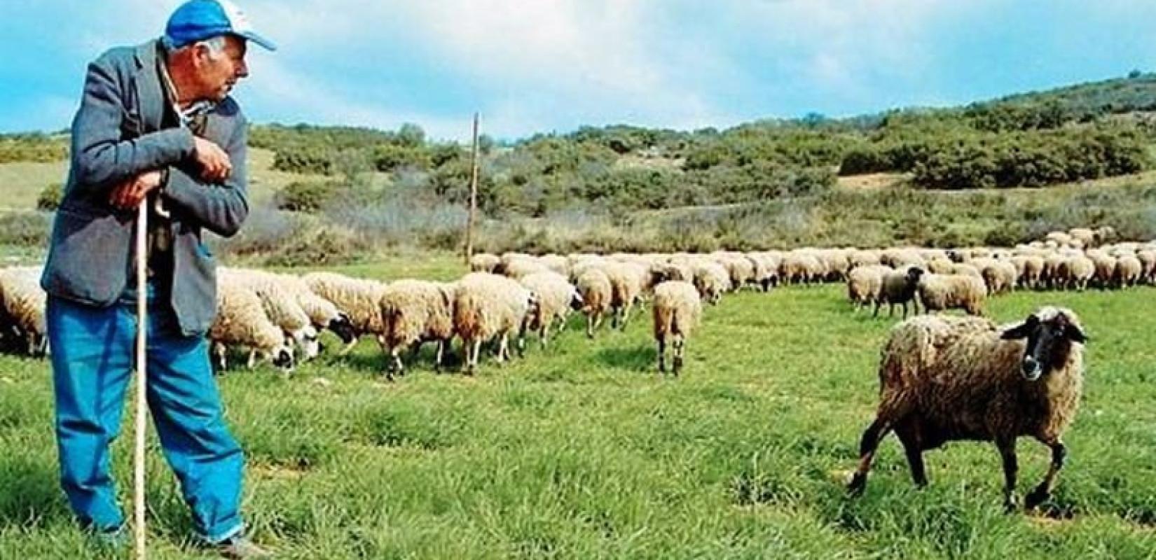 Έκτακτη ενίσχυση σε κτηνοτρόφους λόγω ευλογιάς - To ύψος της οικονομικής «ένεσης» ανά ζώο (παραδείγματα)