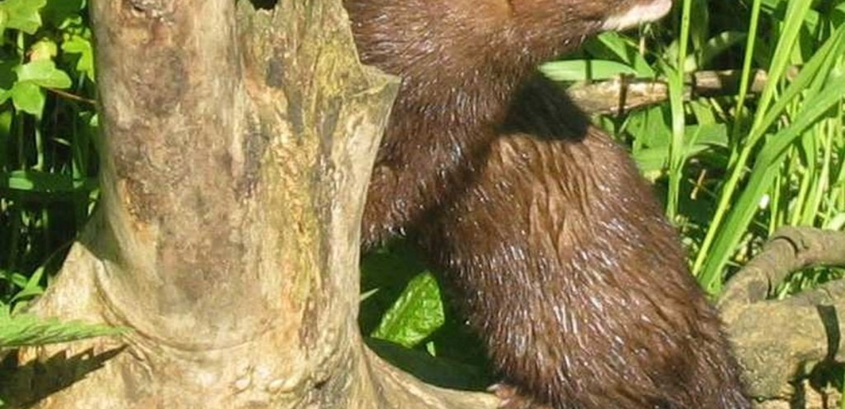 Επανεξέταση σημαντικού αριθμού μινκ για το εάν τελικά νοσούν από COVID-19