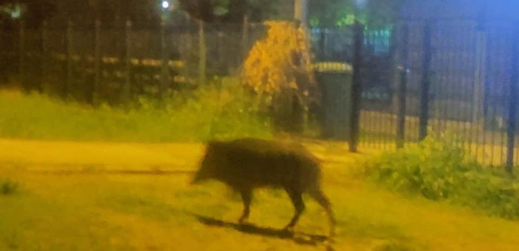 Αγριογούρουνα (και) στο πρώην στρατόπεδο Κόδρα