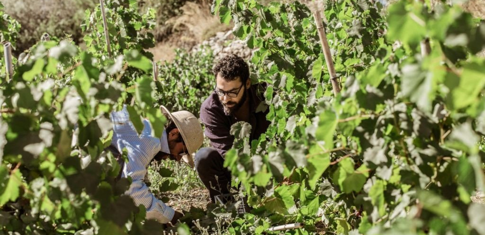 Το ΑΠΘ σας ξεναγεί από το... «Πιρούνι ως το Χωράφι»