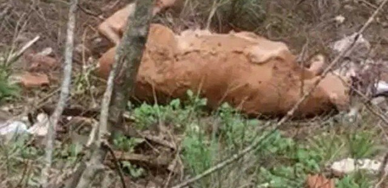 Ξάνθη: Νεκρό ζαρκάδι με δεμένα πόδια στο μονοπάτι της ζωής